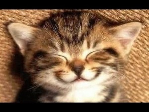 Создать мем: пять ночей у барсика кот барсик, кошка, улыбка кота