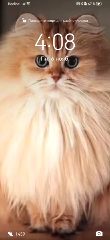 Create meme: British longhair cat smoothies, fluffy cat breeds, Persian cat 