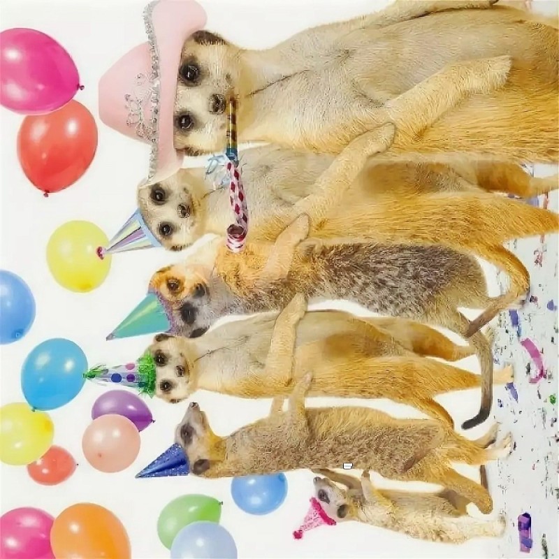 Create meme: meerkats happy birthday, animals , happy birthday fun dog