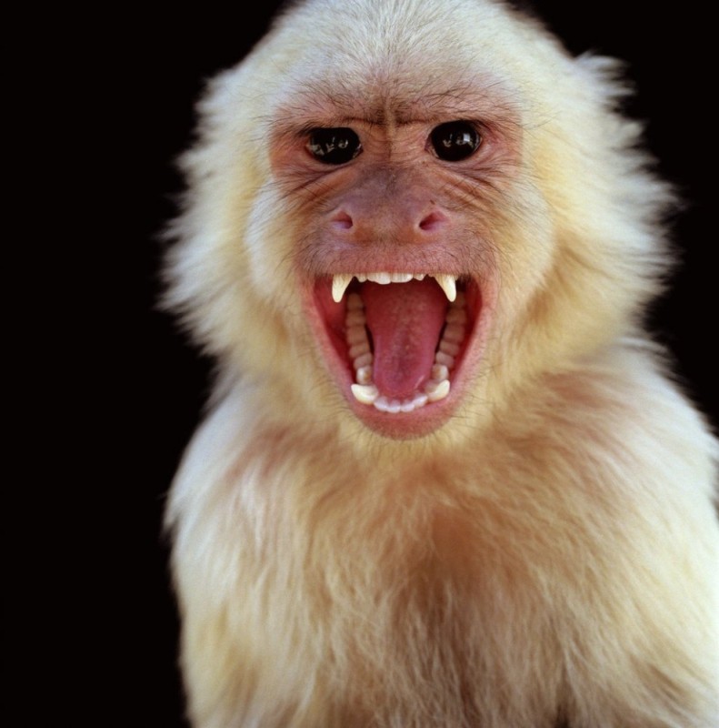 Создать мем: обезьяна сердится, тупая макака, бабуин альбинос