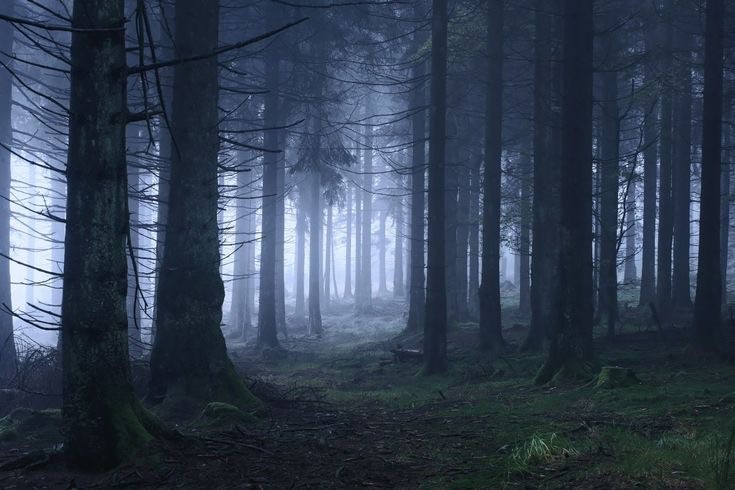 Create meme: fog in the forest, the forest dark, forest misty
