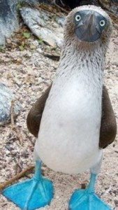 Create meme: footed booby bird, Golovanova gannets gif, Golovanova gannets funny photo