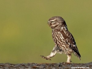 Create meme: wild, wildlife, owl