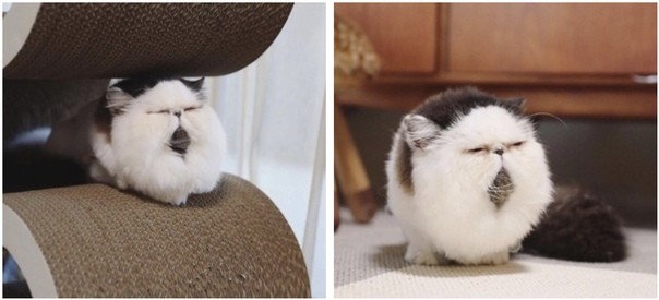 Создать мем: японская порода кошек, японский кот зуу, кот зуу из японии