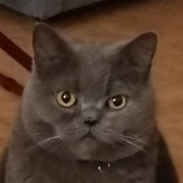 Создать мем: кошка шотландская, британский кот прямоухий серый, британская кошка