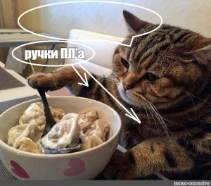 Create meme: cat, cat dumpling