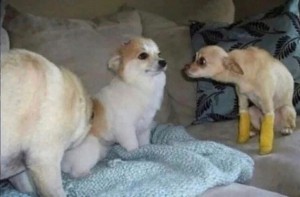 Create meme: Chihuahua, Dog, funny Chihuahua