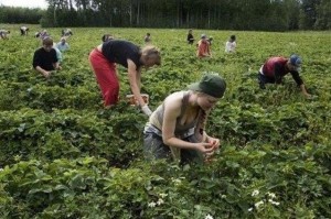 Создать мем: физический труд, сбор ягод, работа в польше