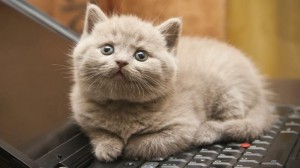 Create meme: funny cats, kittens Wallpaper, seals