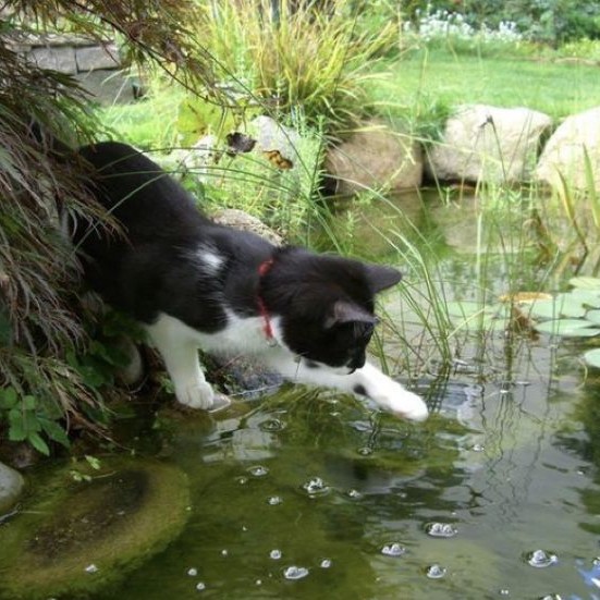 Create meme: The cat pond, cat , meme cats 2023