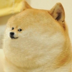 Create meme: dogs meme breed, photo dogs meme, deal with it doge gif png