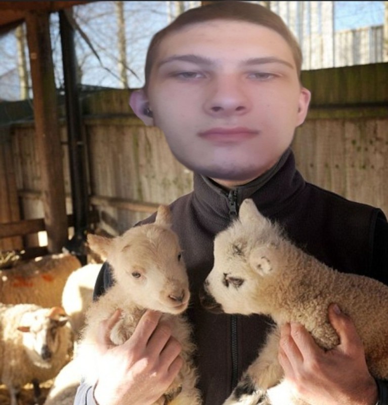 Создать мем: райан, фермер с овцами, ягненок