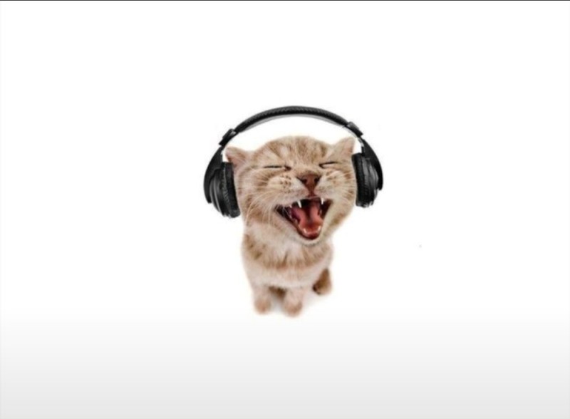 Создать мем: слушать музыку в наушниках, кот с наушниками, кот в наушниках орет