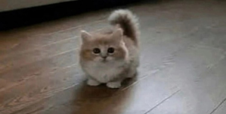 Create meme: cute cat, short - legged cat, short - legged cats