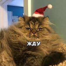 Create meme: Angry cat New Year, cat , angry cat 