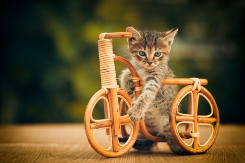Create meme: kitten on a bike, a bicycle for a kitten and for a kitty, cat 