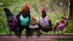 Создать мем: пять куриц, смешная курица, прикольная курица