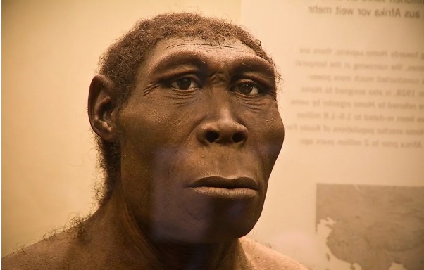 Создать мем: архантропы, неандерталец и хомо сапиенс, архантропы (homo erectus)