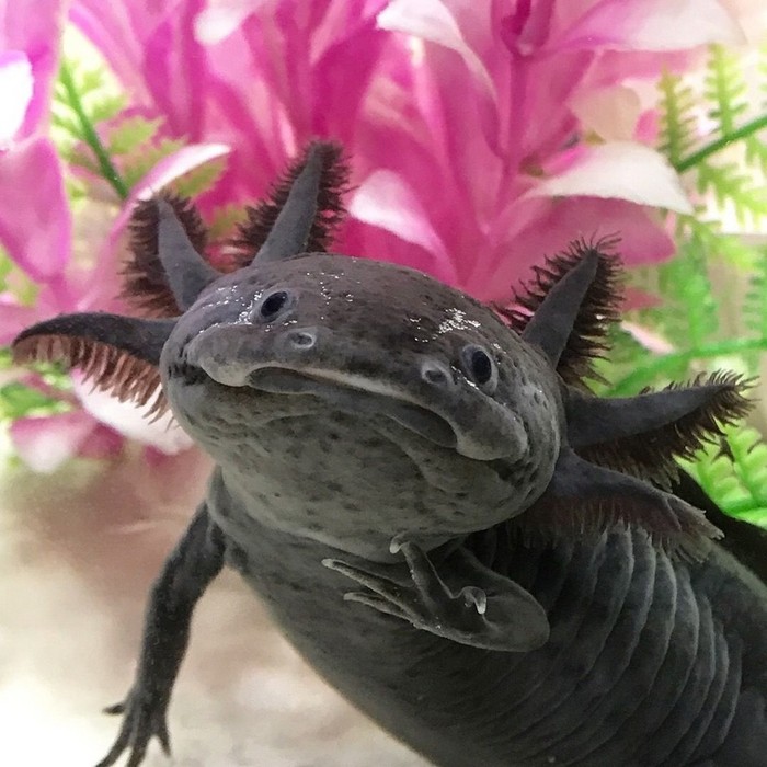 Create meme: axolotl axolotl, agate axolotl, The axolotl is dark