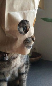 Create meme: runaway cat skrobala, this city needs a hero, cat with paper bag on head