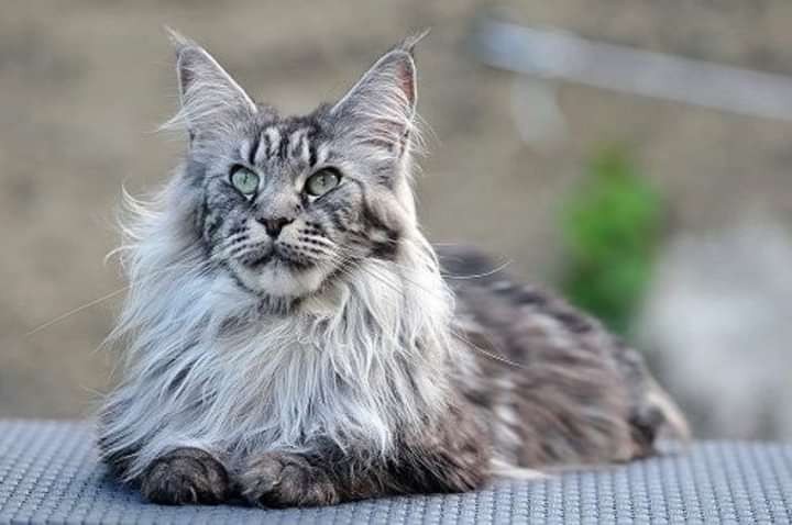 Create meme: maine coon, maine coon breed, the Maine Coon cat