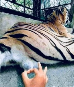 Создать мем: амурский тигр, домашний тигр, тигр животное