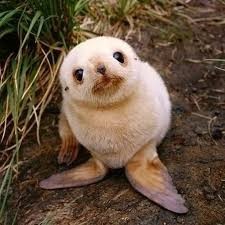 Создать мем: самые милые животные, маленький тюлень, милые детёныши