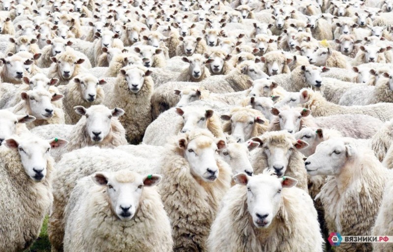 Create meme: a flock of sheep, sheep herd feeling, panurgovo flock of sheep