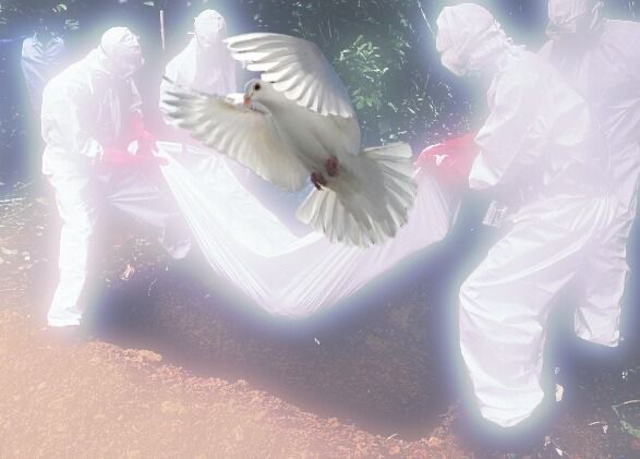 Create meme: white pigeon, white pigeon in flight, dove 