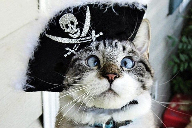 Create meme: cat pirate, oblique cat, the cat captain 