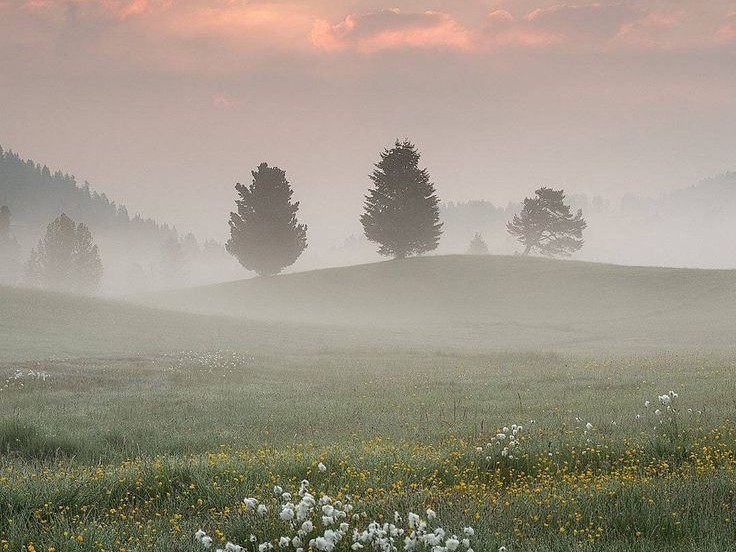 Create meme: morning landscape, landscape, fog horses, landscape fog