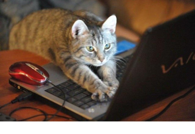 Создать мем: котик с компьютером, кот за компьютером, кошка и компьютерная мышь
