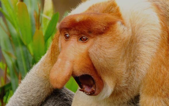 Create meme: stupid animals, Jesus, a proboscis monkey 