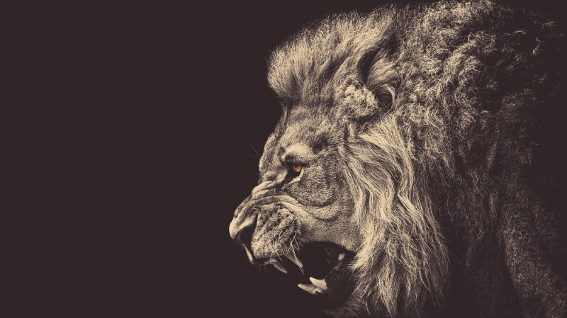 Create meme: Leo , the black lion, roaring lion