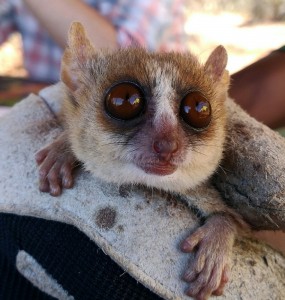 Create meme: the pygmy mouse lemur