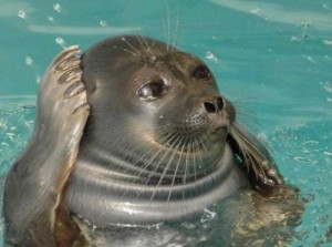 Create meme: the Baikal seal, day of the seal, seal