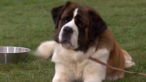 Create meme: the St. Bernard dog, St. Bernard