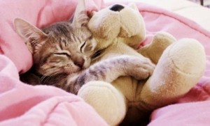 Create meme: Goodnight kitty, cat, cute cats