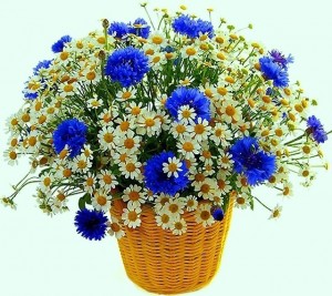 Create meme: card a bouquet of daisies, wild daisies home photo bouquet, beautiful bouquet of wild flowers pictures happy birthday
