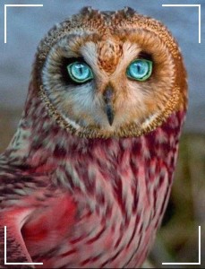 Create meme: owl, owl with red eyes, the color of owl's eyes