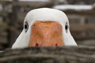 Create meme: slug , angry goose, fear of ducks