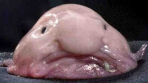 Create meme: blob fish, 'dünyanın en çirkin, ugly