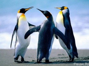 Создать мем: пингвины пресмыкающихся, пингвины картинки, три пингвина