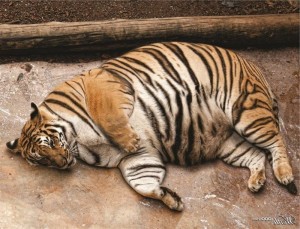 Create meme: fat tiger, bold tiger pattern, fat tiger