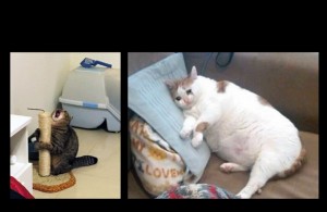 Create meme: funny animals, fat cat, fat cat is crying