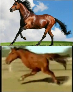 Создать мем: horse mtg, гнедая масть лошади фото, год лошади