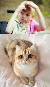 Create meme: the most beautiful cat in the world, the cute breeds of cats, cats