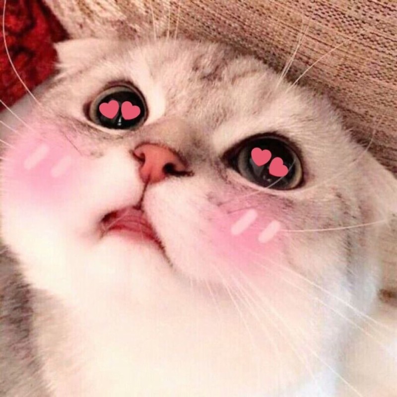 Create meme: cute cats with hearts, cute cats funny, picchi cats
