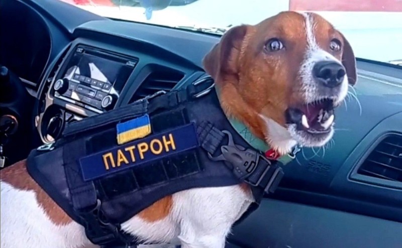 Создать мем: собака полицейский, собака патрон джек рассел, песик в машине