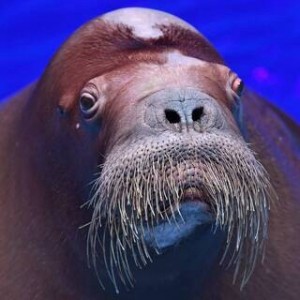 Create meme: walrus